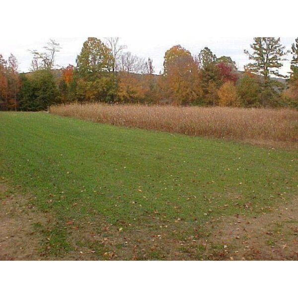 Egyptian Wheat Seed Export Brazil