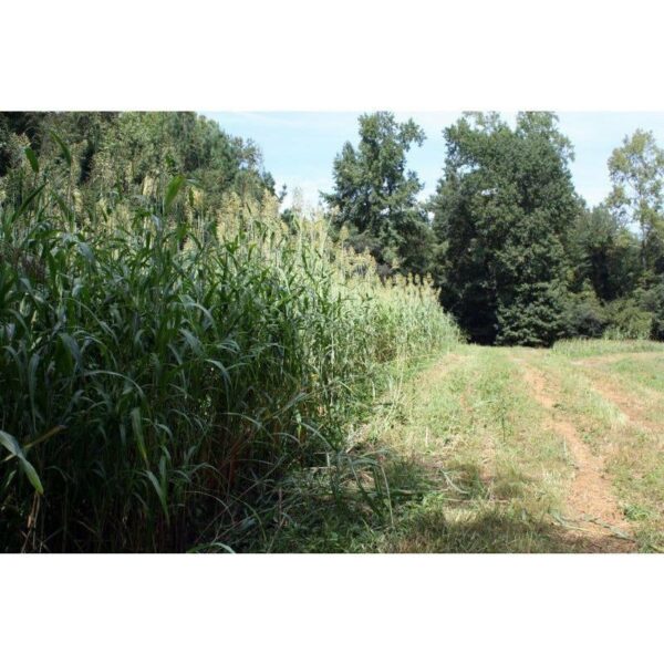 Egyptian Wheat Seed Export Brazil