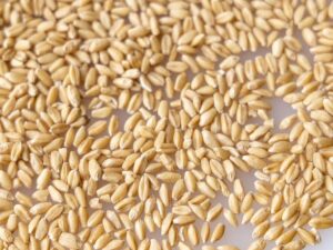 Feed Grade Wheat Export Brazil