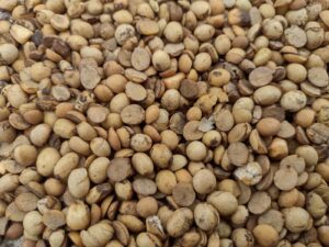 Feed Soybeans Export Brazil