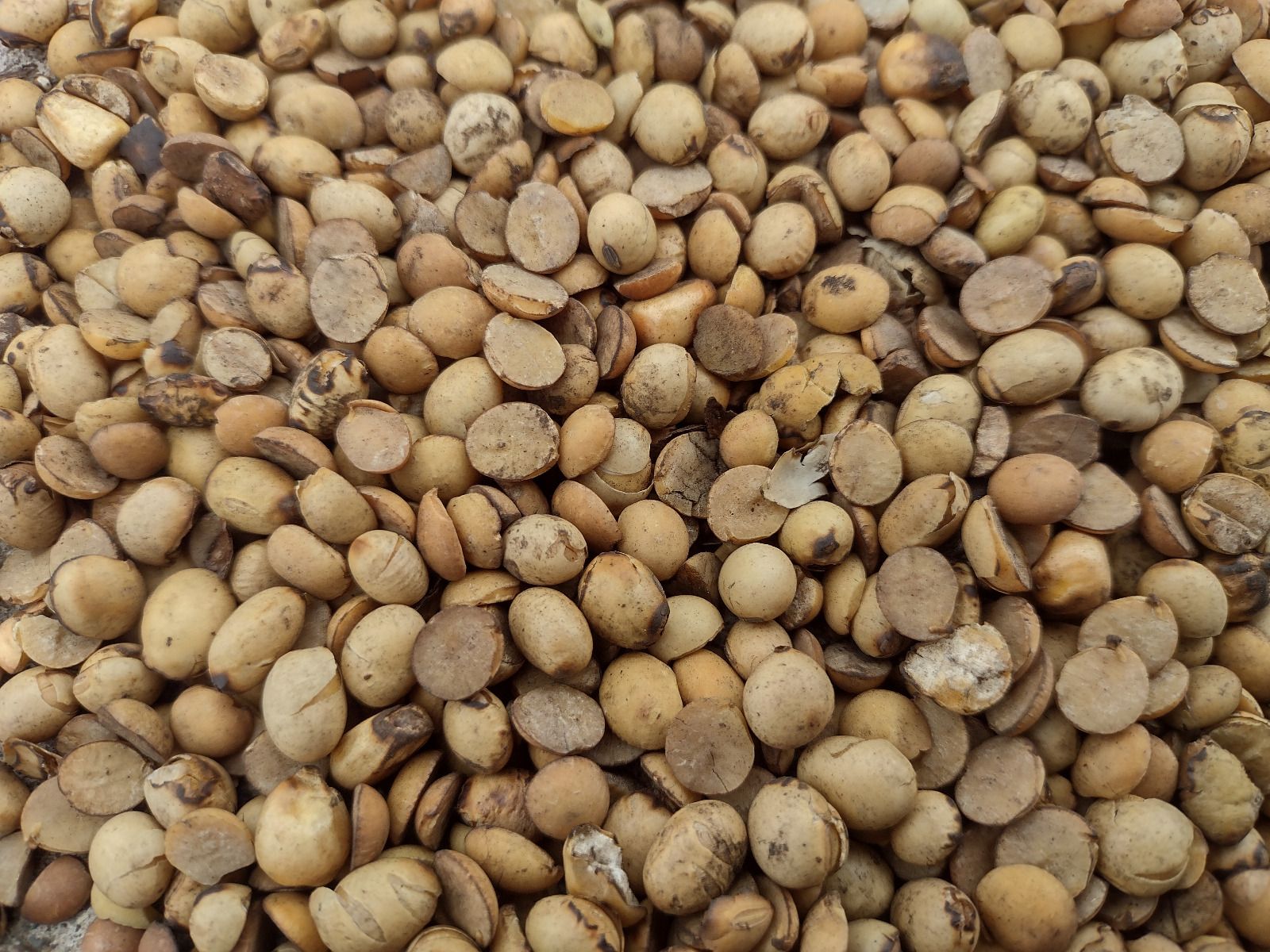 Feed Soybeans Export Brazil