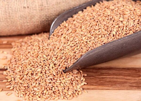 Organic Milling Wheat Export Brazil