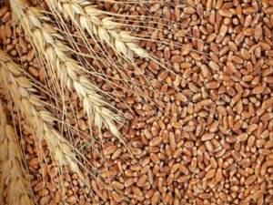 Organic Milling Wheat Export Brazil