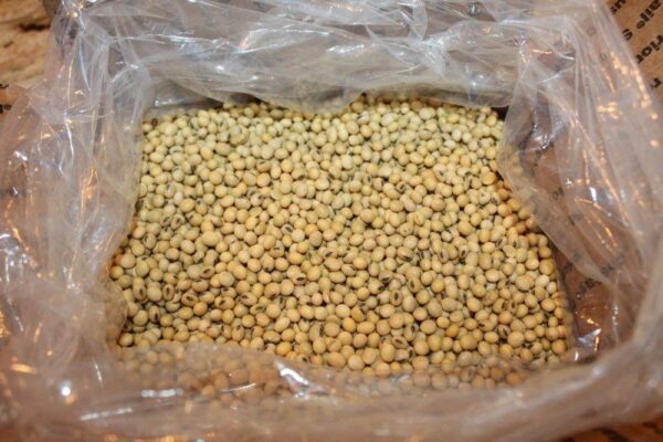 Organic Soybeans Export Brazil