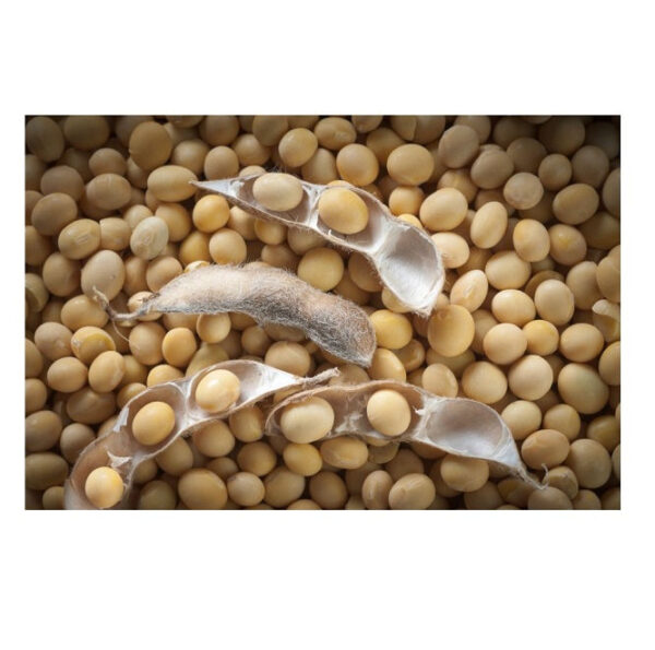 Organic Soybeans Export Brazil