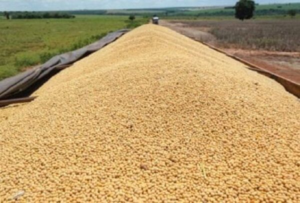 Organic Soybeans Export Brazil