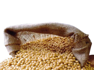 Organic Soybeans Export Brazil