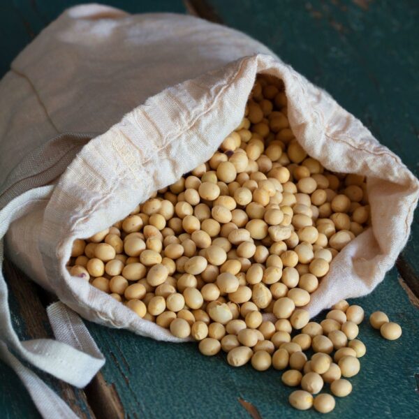 Organic Soybeans Export Brazil