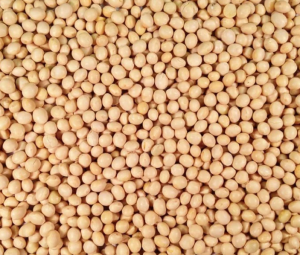 Soybeans for Human Consumption Export Brazil
