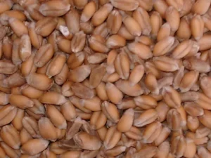 Wheat Seed Export Brazil