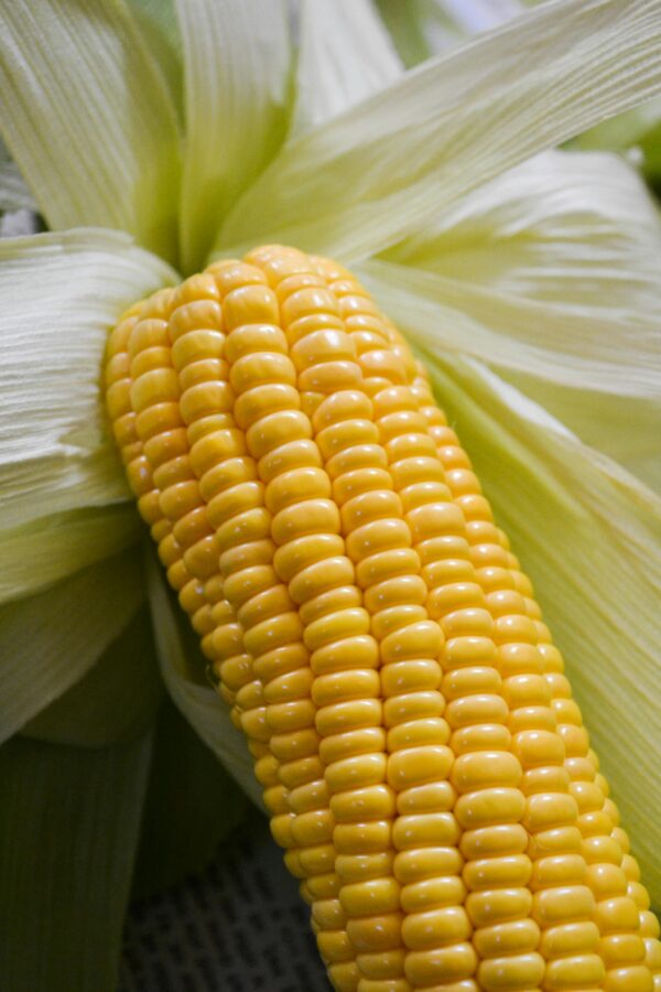 GMO Yellow Corn Export Brazil Premium Quality