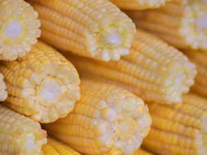GMO Yellow Corn Export Brazil Premium Quality