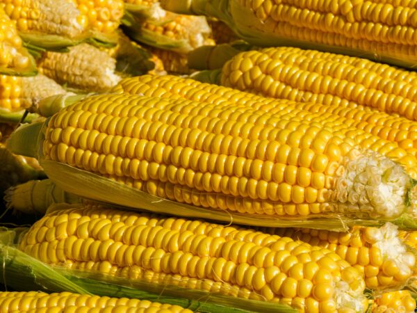 GMO Yellow Corn Export Brazil Premium Quality