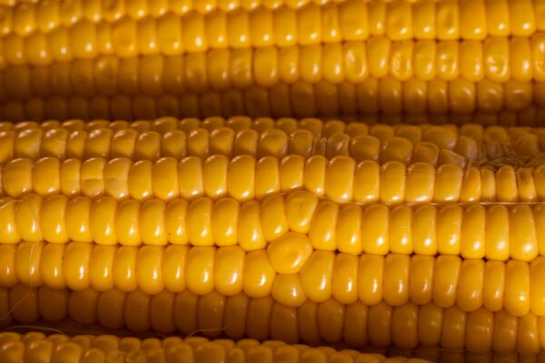 GMO Yellow Corn Export Brazil Premium Quality